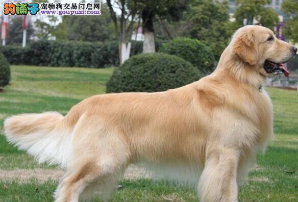 生活饲养全集 金毛犬出现肠胃问题的解决方法