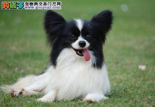 我家蝴蝶犬老是干咳是怎么了