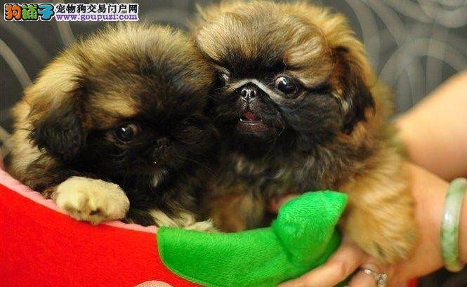 京巴犬着凉打喷嚏了这是什么问题