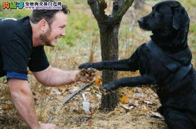 澳洲男子好心收养流浪狗，竟赚取百万财富