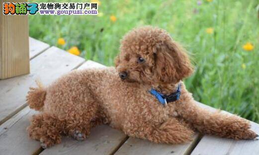 养一只泰迪犬最需要注意什么