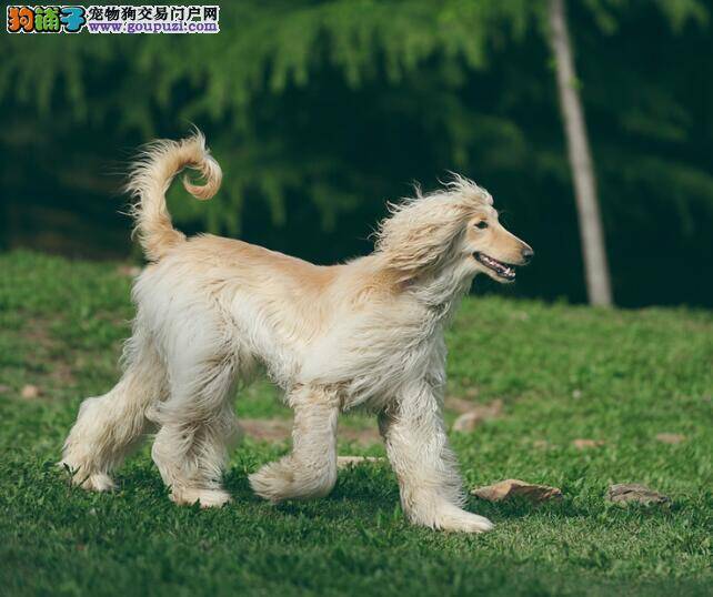 评定阿富汗猎犬是否优秀的几个基本标准