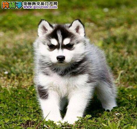 哈士奇患上犬瘟两个月了有治疗的方法吗