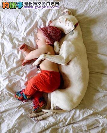 受虐大白狗诺拉什么都怕，幸福变弟奴每天抱一起睡