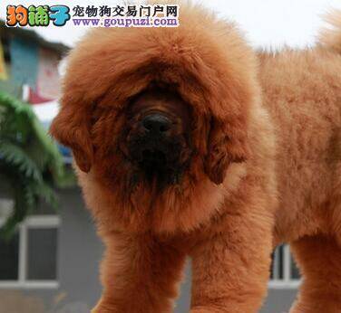 藏獒患上犬瘟好几天了，应怎么治疗