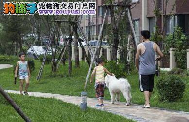 巴西小狗懂得分享 寻得食物与同伴一起食用