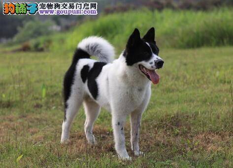美系秋田犬所具有的外貌特征及性格