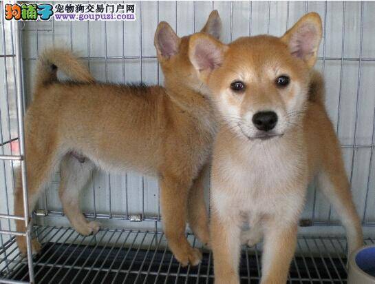 柴犬患上犬瘟应该怎么办