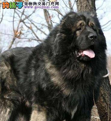 护理我有招 怎样给高加索犬挤肛门腺