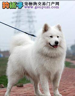 健康遛狗小技巧 教你怎样正确的带萨摩耶去遛弯