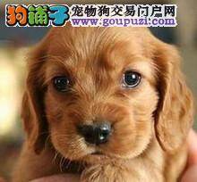为可卡犬减肥的新理念