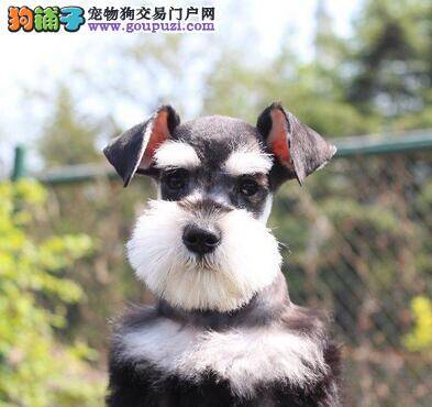 雪纳瑞患上犬瘟早期，呕吐咳嗽，求医治