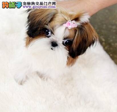 西施犬掉毛，身上发红 麻烦医生帮助