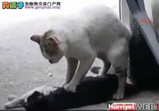 流浪小猫竭力抢救受伤同伴为其进行“心脏按压”