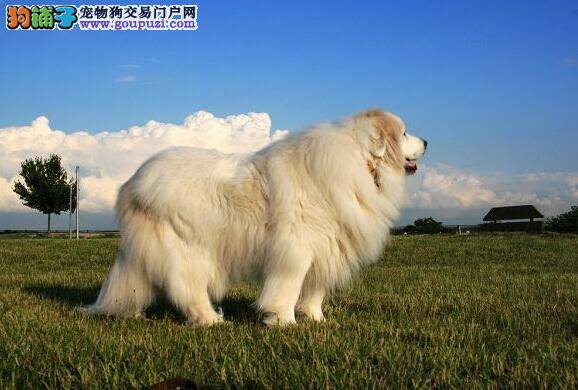 雪白的大白熊犬犬种介绍