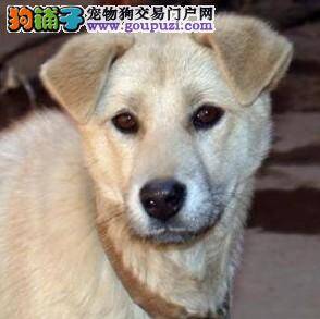 世界上第一只狗来自于东亚南部