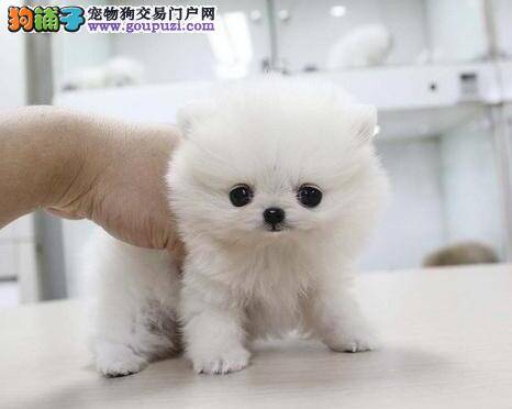 哪些食物你可以与博美犬共享