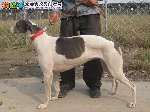 格力犬特别瘦，不吃东西没力气是怎么了