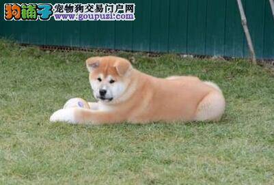 秋田犬吃多了怎么帮助狗狗消化
