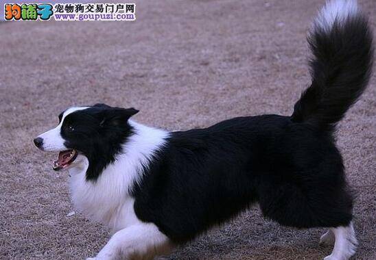 边境牧羊犬牙齿松动是什么情况