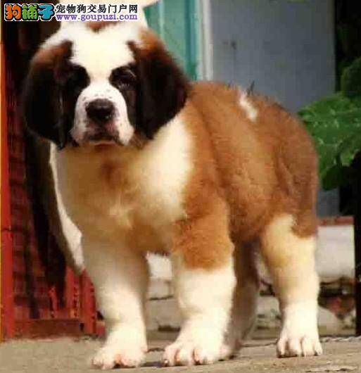 我家圣伯纳犬拉稀吃什么药好