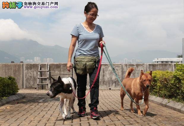 女义工照料四猫五狗，中转站难成永久安乐窝急觅好主人