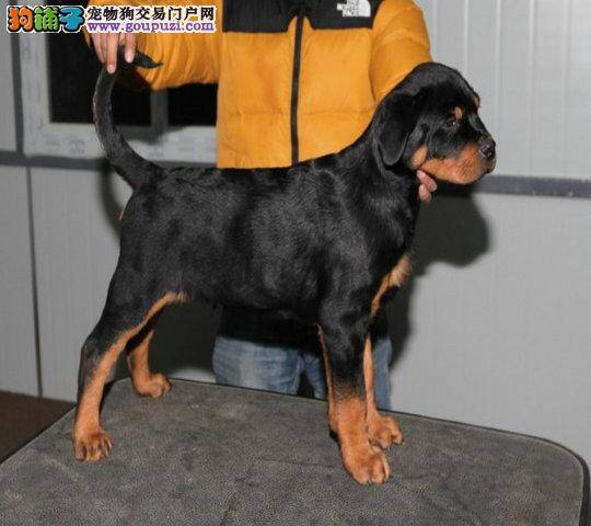 罗威纳犬的便便有点稀而且带血需要去医院吗