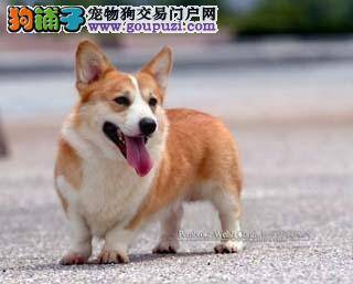 购买柯基犬你一定要做好这些准备