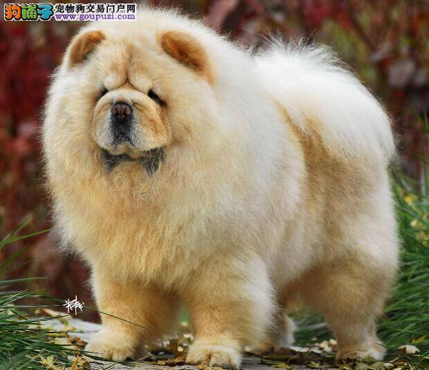 松狮犬的头部特征与身体的基本特点