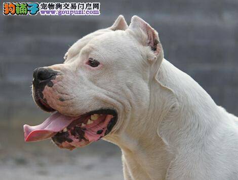 理想中治疗杜高犬感冒的好方法