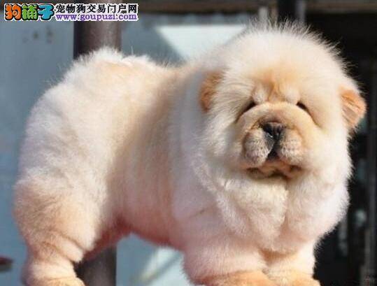 造成松狮犬精神不振，抽搐站不稳的原因