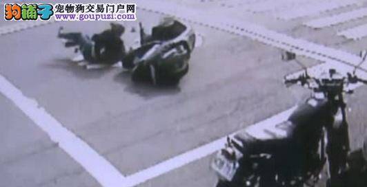 2狗追逐冲出马路 骑士惨甩机车断2截