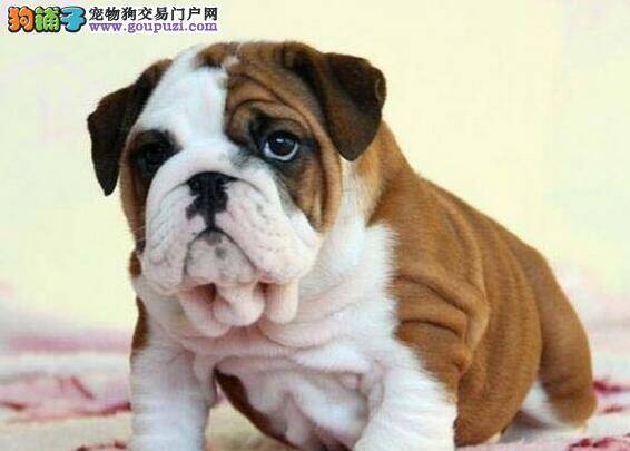 斗牛犬背上长了很多红疹要怎么治疗