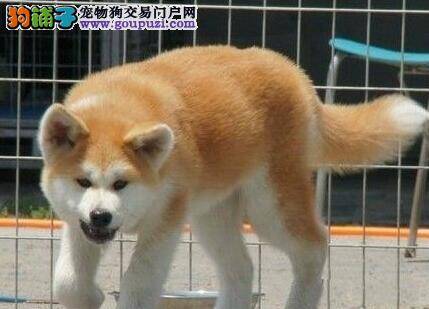 秋田犬肚子胀呕吐是什么问题