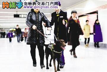 盲人称导盲犬在郑州乘坐地铁毫无压力 一路畅通
