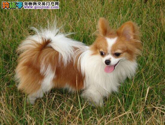 如何选购蝴蝶犬 正确选购蝴蝶犬的参考知识