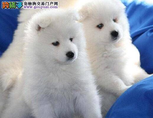 犬鼻的重要性 挑选萨摩耶最应关注的部位