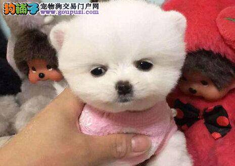 挑选博美犬的准备和狗狗的选购要求