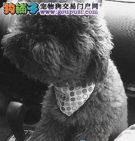 贵宾犬寻女友，希望这个情人节不再孤单