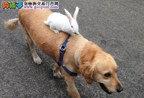 动物奇景 小白兔神情悠然骑着金毛犬遛弯