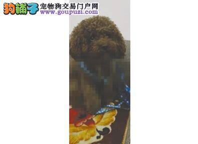 爱狗人士捡到一只泰迪犬 希望能帮它寻找到真正主人