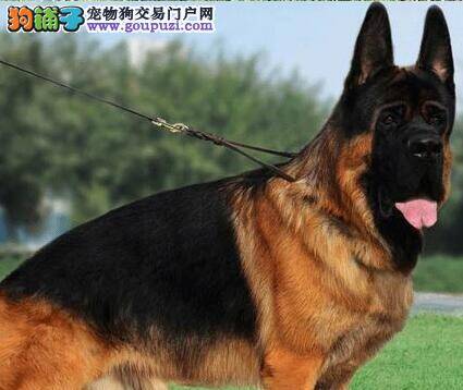 德国牧羊犬为什么腿突然瘸了还厌食