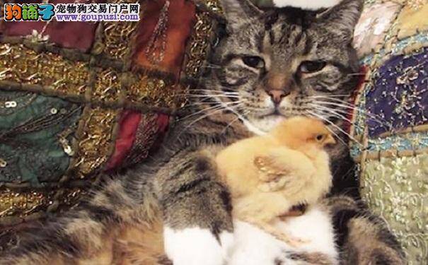 猫咪把小鸡抱紧紧当儿子养 结果长大后爬到头上