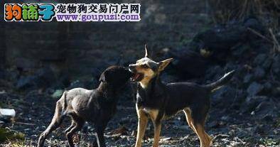 3个月大爱犬失踪，还得花钱买回