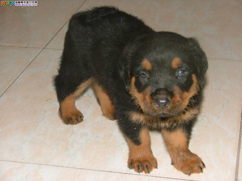 养好罗威纳犬你要知道的事项