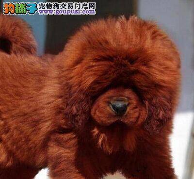 藏獒患上皮肤病是什么毛病，求医治