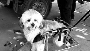 小狗腿部有伤，细心主人给它制作了特别小轮椅