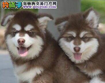 我家阿拉斯加犬身上有白色的皮屑应如何消除掉