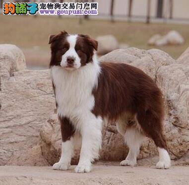 边境牧羊犬晚上总喜欢让人抱喜欢粘人