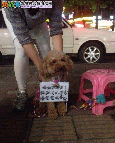 聪明泰迪犬每晚和主人一起看摊萌翻武汉网友